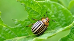Colorado krumpir beetle
